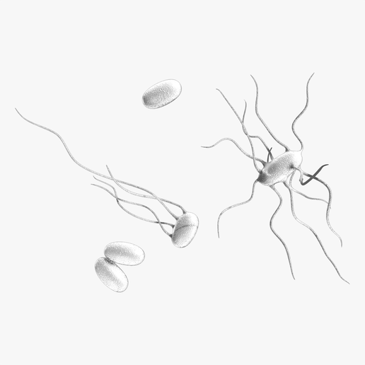 Typhoid_Tumbnail.png Fièvre typhoïde Maladie bactérienne