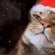 IMG_2350.jpeg Santa Cat Hat #2 🎅