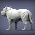 american-bulldog-standing5.jpg American Bully standing 3D printed model