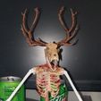 Unknown Creatures N° 1 - Wendigo Skeleton