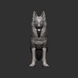 Swiss-white-shepherd8.jpg Swiss white shepherd 3D print model