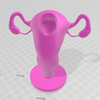 image_2024-01-23_202550611.png female reproductive system ovary cervix uterus vase