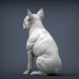 boston-terrier5.jpg boston terrier 3D print model