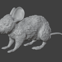 obraz_2024-01-10_125101984.png House mouse