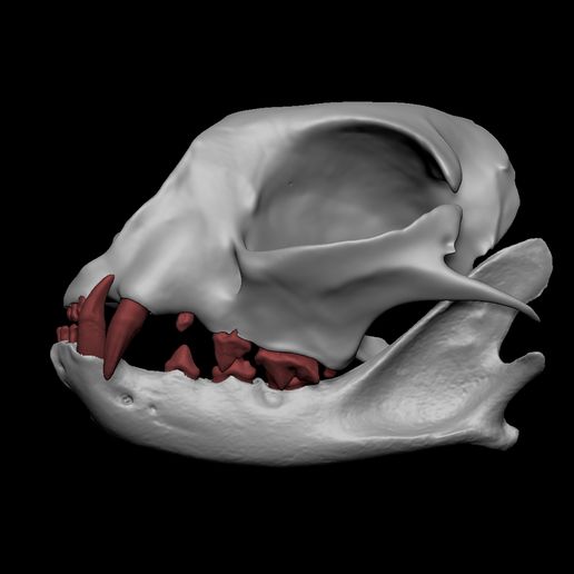 🐱 Cat teeth/felidae teeth set/cat anatomy・ STL File for 3D printing・Cults