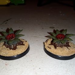 FLEISCHFRESSENDE PFLANZE & FELS