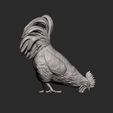 rooster-eats11.jpg El gallo come
