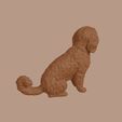 Lowchen_0007.jpg Lowchen Dog in Sitting Pose