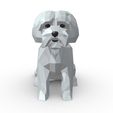 7.jpg Maltese dog