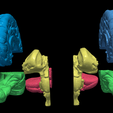 19.PNG.9a209f4490d2a3718c6c8890f11548d6.png 3D Model of Human Brain