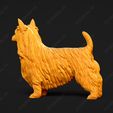 668-Australian_Terrier_Pose_03.jpg Australian Terrier Dog 3D Print Model Pose 03