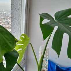 IMG-20230701-WA0071.jpeg Файл 3D Tutor Monstera / Моховое поле・Модель для загрузки и печати в формате 3D