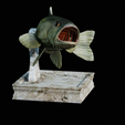 Bass-trophy-5.png Largemouth Bass / Micropterus salmoides fish in motion trophy statue detailed texture for 3d printing