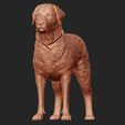 02.jpg Labrador Retriever model 3D print model