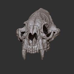 p6.jpg puma skull