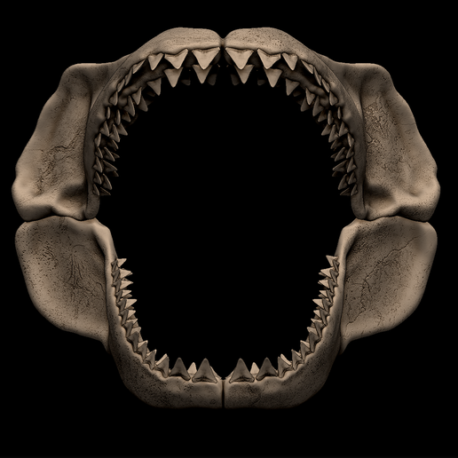 2.png Megalodon Shark Jaw