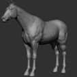 9.jpg Horse Breeds Collection