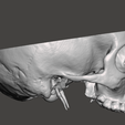 Screenshot-2024-04-04-145201.png Anatomically correct human skull