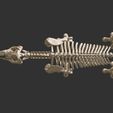 7.jpg Coelodonta - elasmotherium : Complete skeleton