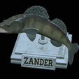 zander-open-mouth-tocenej-16.png fish zander / pikeperch / Sander lucioperca trophy statue detailed texture for 3d printing