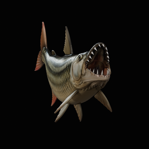 🐠 fish tiger fish / Hydrocynus goliath real size 2 open mouth in motion ...