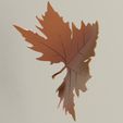 6.jpg plane tree leaf