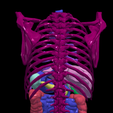 3.png 3D Model of Gastrointestinal Tract with Bones