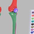 lower-limbs-with-girdle-color-coded-3d-model-8.jpg lower Limbs with girdle color coded 3D model