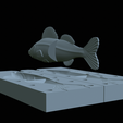 Am-bait-zander-13cm-6mm-eye-10.png AM bait zander / pikeperch fish 13cm breaking form for predator fishing