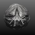 pose a 5.jpg Alien Facehugger Emerging from an Egg