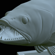 zander-open-mouth-tocenej-51.png fish zander / pikeperch / Sander lucioperca trophy statue detailed texture for 3d printing