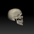 ZBrush-Document3.jpg Regular Human Skull - Detachable Jaw
