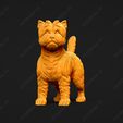 3080-Cairn_Terrier_Pose_02.jpg Cairn Terrier Dog 3D Print Model Pose 02