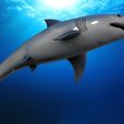 Shark1.1.jpg STL file Great white shark・3D printable model to download