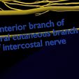 spinal-cord-symphathetic-intercostal-nerve-labelled-detail-3d-model-4146779b5b.jpg Spinal cord symphathetic intercostal nerve labelled detail 3D model