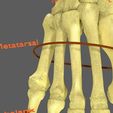 limbs-with-girdle-bones-name-parts-text-labelled-3d-model-4389f31610.jpg Limbs With Girdle bones name parts text labelled 3D model