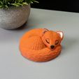 IMG_2818.jpg Sleeping Fox