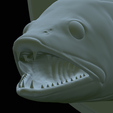 zander-head-trophy-36.png fish head trophy zander / pikeperch / Sander lucioperca open mouth statue detailed texture for 3d printing