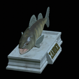 zander-statue-4-open-mouth-1-20.png fish zander / pikeperch / Sander lucioperca  open mouth statue detailed texture for 3d printing
