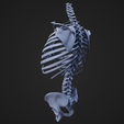 TorsoSkeletal_4.png Pièces du squelette du torse
