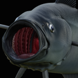 coalfish-open-mouth-statue-box-33.png COALFISH / POLLACHIUS VIRENS trophy with storage space for 3d printing