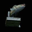 zander-trophy-22.png zander / pikeperch / Sander lucioperca fish in motion trophy statue detailed texture for 3d printing
