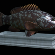 Dusky-grouper-9.png fish dusky grouper / Epinephelus marginatus statue detailed texture for 3d printing
