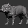 american-bulldog-standing7.jpg American Bully standing 3D printed model