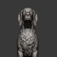 English-Setter13.jpg 3D-Datei English Setter 3D-Druckmodell・Modell zum Herunterladen und 3D-Drucken