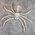IMG_6849.jpg Flexi Skeleton Spider V2