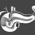 AO_01.jpg Pancreas Cross Section Anatomy