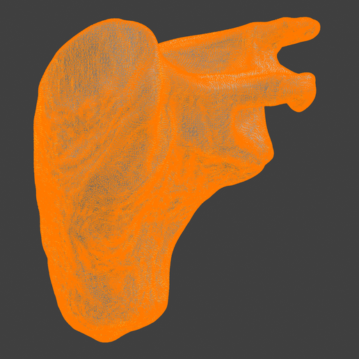 8.png 3D-Knochenmodell des Schulterblatts