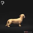 Dachshund-Miniature-Smooth-Haired-Pose-03-Dog-3D-Print-4s.jpeg Teckel miniature à poil lisse Pose 03