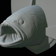 White-grouper-head-trophy-43.png fish head trophy white grouper / Epinephelus aeneus open mouth statue detailed texture for 3d printing